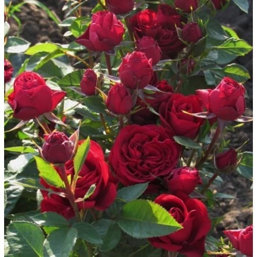 Троянда Gospel