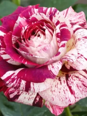 Троянда Хаїм Сатін (Chaim Soutine)