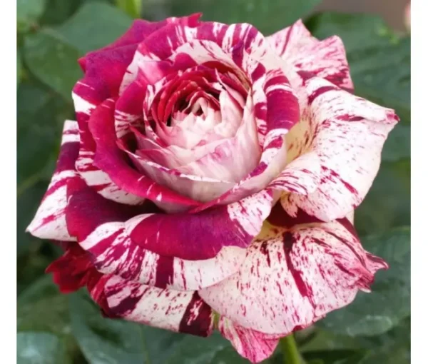 Троянда Хаїм Сатін (Chaim Soutine)