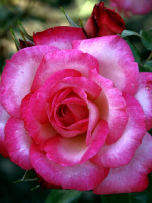 Троянда "Хендель" плетиста