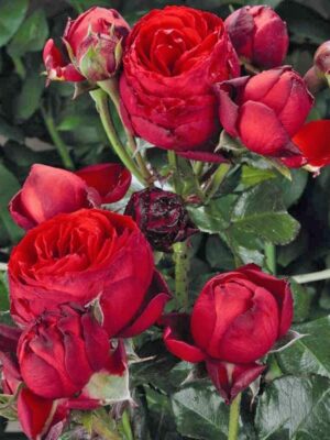 Троянда “Хот Рококо” спрея Троянда "Хот Рококо" спрея