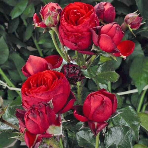 Троянда "Хот Рококо" спрея