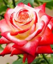 Троянда Імператриця (Imperatrice) Троянда Імператриця (Imperatrice)