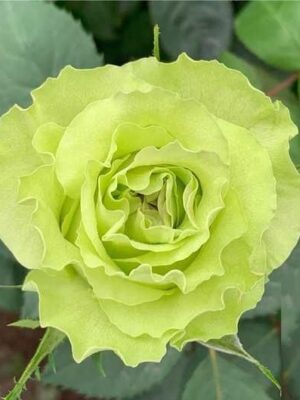 Троянда Ківі Троянда Ківі