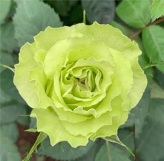 Троянда Ківі