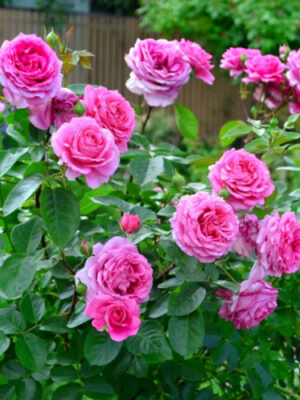 Троянда Клер Маршал Троянда Клер Маршал (Claire Marshall)