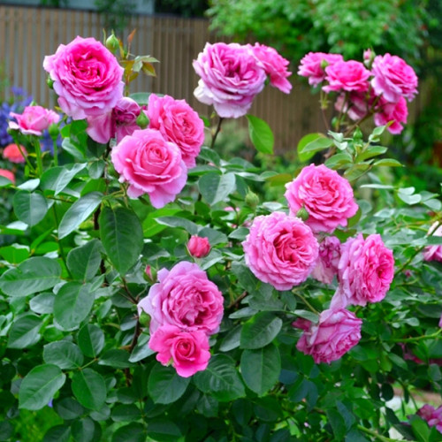 Троянда Клер Маршал Троянда Клер Маршал (Claire Marshall)