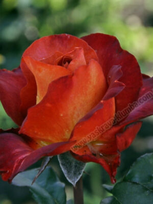 Троянда Кофе Брейк Троянда Кофе Брейк (Coffe Break)