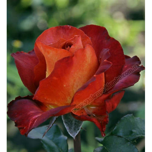 Троянда Кофе Брейк (Coffe Break)