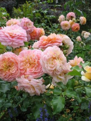 Троянда "Концерто"