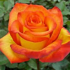 Троянда Ксенія Троянда Ксенія (Ksusha)