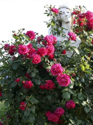 Троянда “Лагуна” плетиста Троянда "Лагуна" плетиста