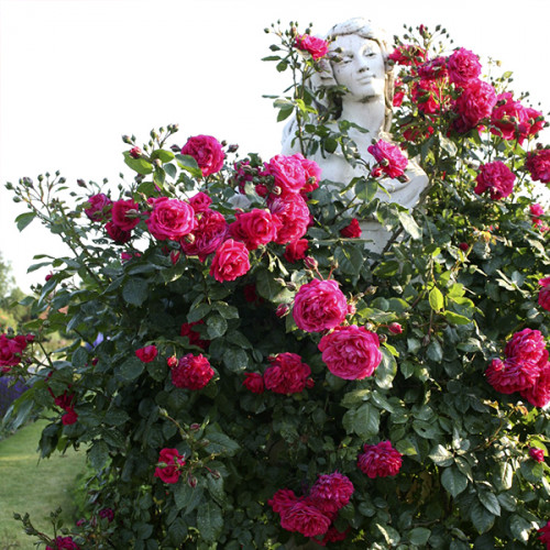 Троянда "Лагуна" плетиста