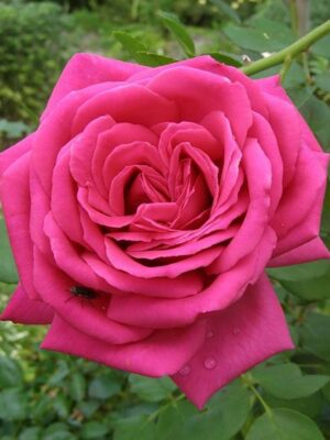 Троянда Ланком Троянда Ланком (Lancome)