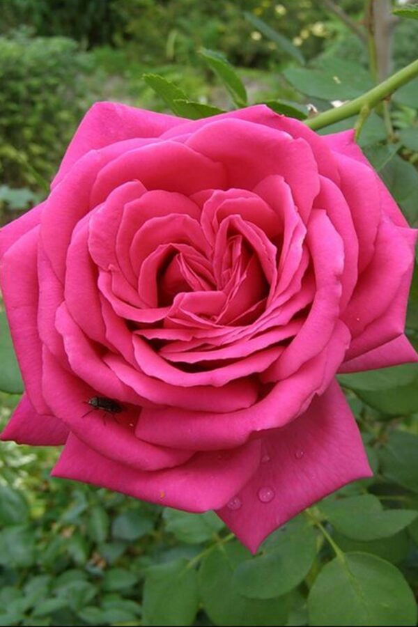 Троянда Ланком (Lancome)