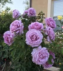 Троянда Лав сонг Троянда Лав сонг (Love song)