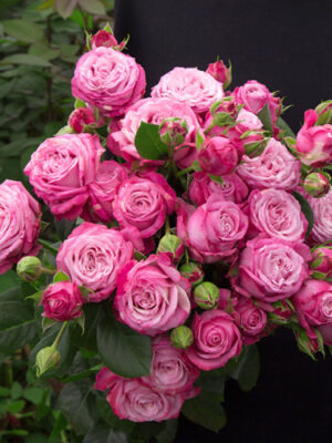 Троянда "Леді Бомбастік"Спрейка