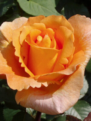 Троянда Луї де Фюнес Троянда Луї де Фюнес