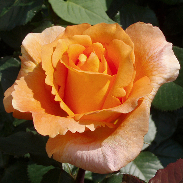 Троянда Луї де Фюнес Троянда Луї де Фюнес