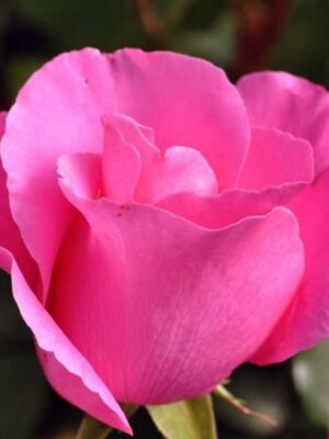 Троянда Маккартні Роуз Троянда Маккартні Роуз (McCartney Rose)