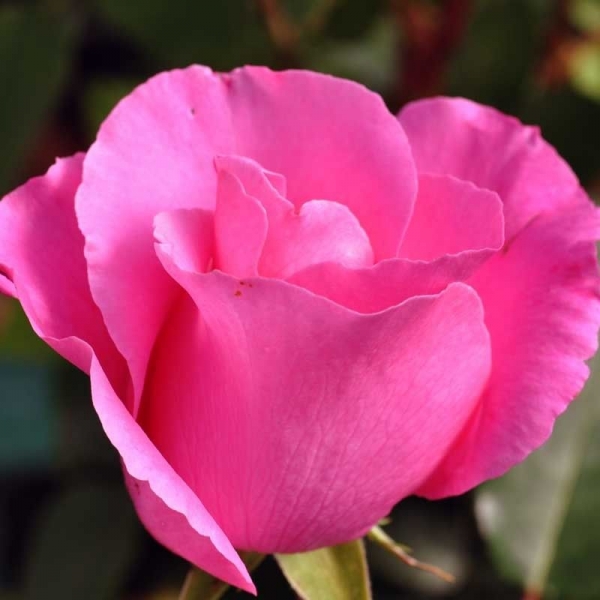 Троянда Маккартні Роуз (McCartney Rose)