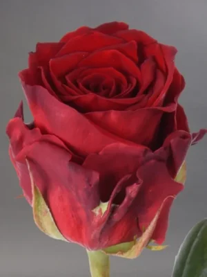 Троянда Марічка (Мarichka) Троянда Марічка (Мarichka)