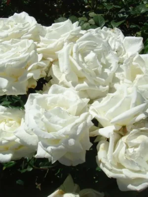 Троянда Метрополитен Троянда Метрополитен (Metropolitan)