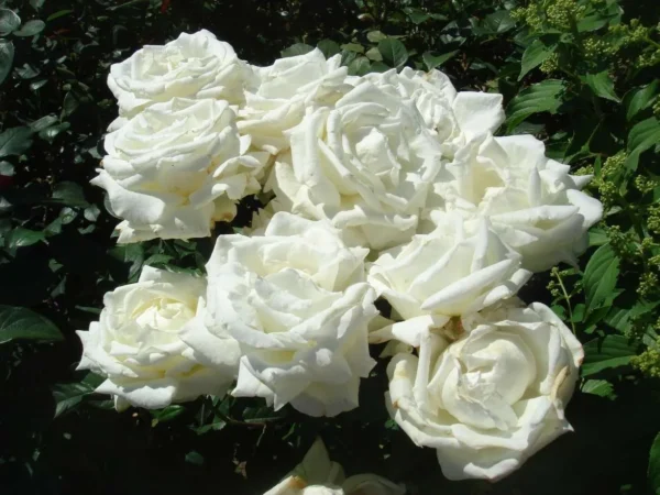 Троянда Метрополитен (Metropolitan)