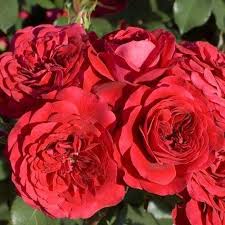 Троянда "Мона Ліза"Флорібунда