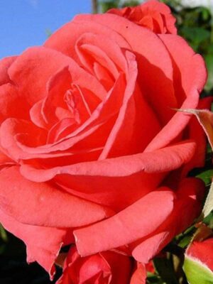 саженцы роз купить Троянда Монтезума (Montezuma)