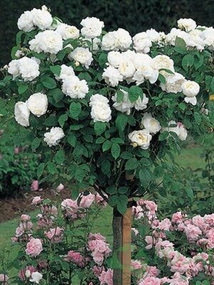 Троянда на штамбі Біла Сенсація