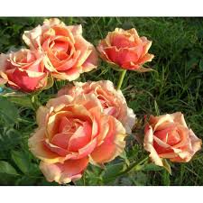 Троянда на штамбі "Чері Бренді"