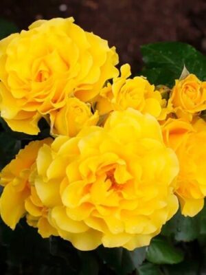 Троянда на штамбі Кордулла