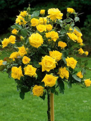 Троянда на штамбі Лимонна