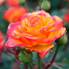 Троянда на штамбі Сонечко