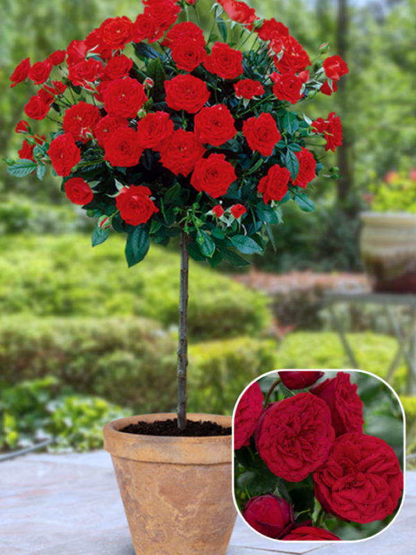 Троянда на штамбі яскраво-червоні бутони