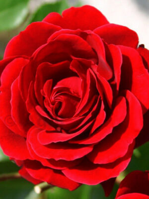 Троянда “Нахеглут” плетиста Троянда "Нахеглут" плетиста