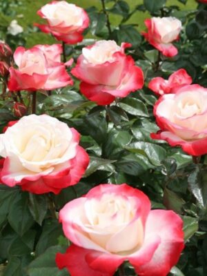 Троянда Настальжи Троянда Настальжи (Nostalgie)