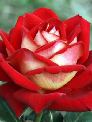 Троянда Нью Фешен Троянда Нью Фешен (New Fasion)