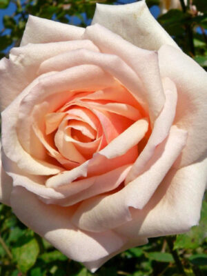 Троянда Осіана (Osian Троянда Осіана (Osiana)