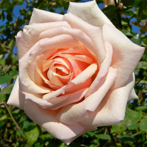 Троянда Осіана (Osiana)