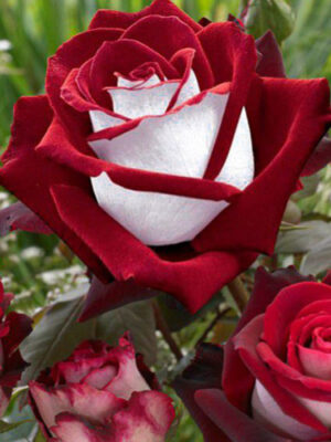 Троянда Осирія або Осиро Троянда Осирія або Осиро