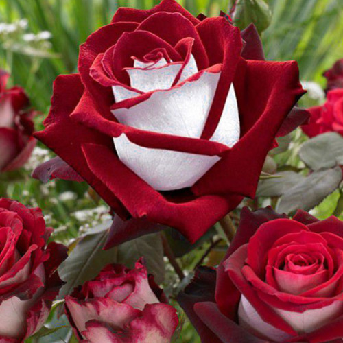 Троянда Осирія або Осиро Троянда Осирія або Осиро