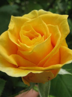 Троянда Папіліон (Papillon) Троянда Папіліон (Papillon)