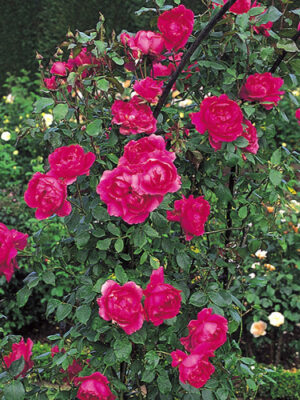 Троянда “Парад” плетиста Троянда "Парад" плетиста