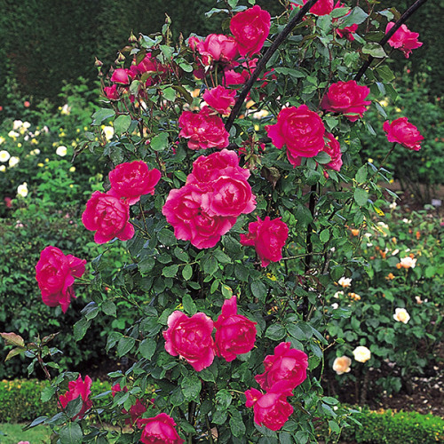 Троянда “Парад” плетиста Троянда "Парад" плетиста