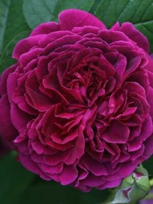 Троянда паркова  Вільям Шекспір (William Shakespeare)