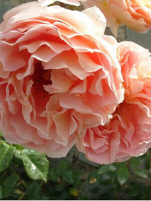 Троянда "Персикове Диво" Англійська піоновидна