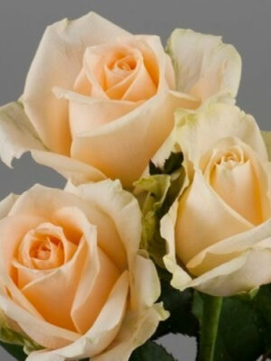 Троянда Піч Аваланш Троянда Піч Аваланш (Peach Avalanche)