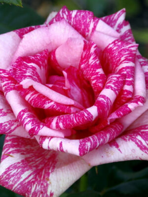 Троянда Пінк Інтуїшн  (Pink Intuition)